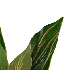 Banak Plantas Decorativas Artificiales*Wakas